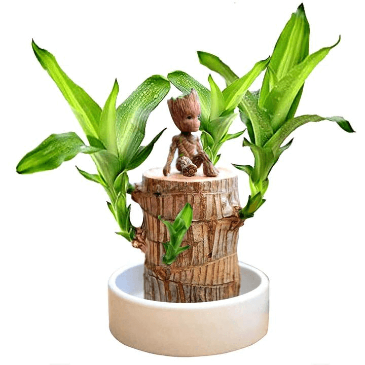 Brazilwood Hydroponic Plants Groot Lucky Wood Potted