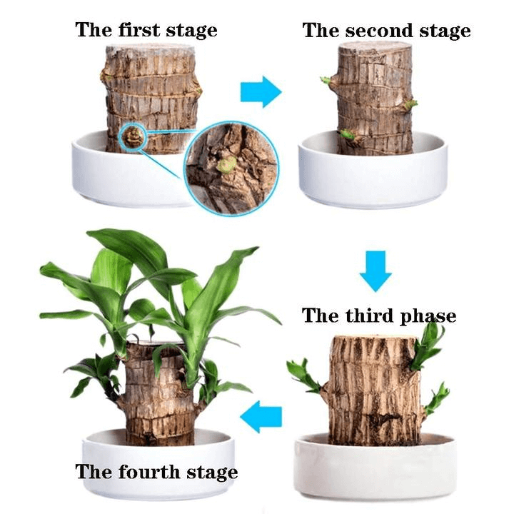 Brazilwood Hydroponic Plants Groot Lucky Wood Potted