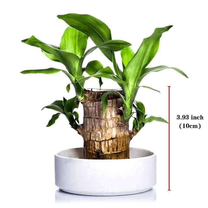 Brazilwood Hydroponic Plants Groot Lucky Wood Potted